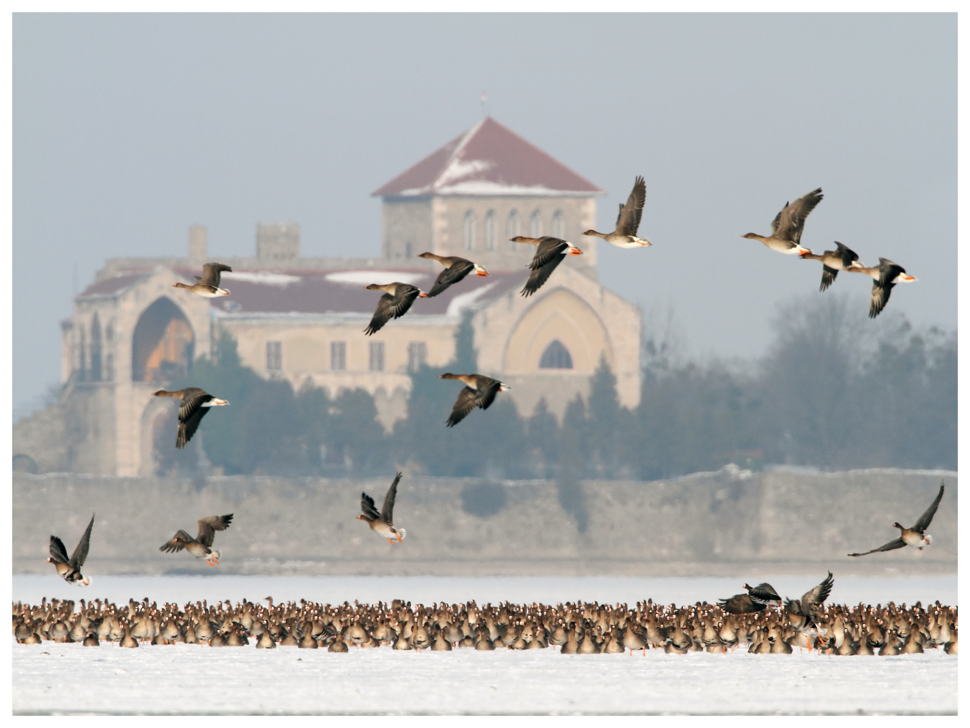 Tens of thousands of geese and thousands of ducks roost on Lake Öreg, in front of the baroque style Castle of Tata during the migration period